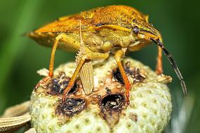 Insect Macro Nature