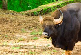 Bison Indian Wild