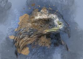 eagle raptor bird of prey bird