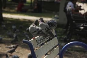 Bird Bank Park