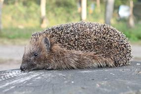Hedgehog Garden