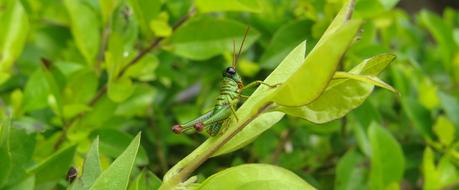 Insect Cricket Grasshopper