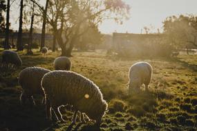 Animalssheep Animals Hermo