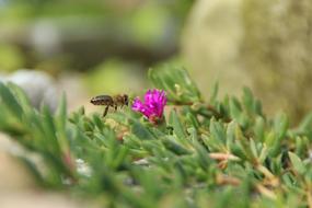Bee Insect Blossom