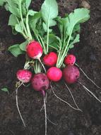 radish crop on the ground