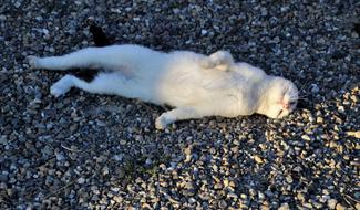 white cat resting on a rocky beach