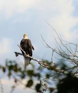 Bald Eagle Birds Of Prey Majestic