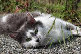 Cat Nature Predator