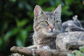 Cat In The Garden Domestic