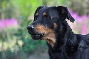 Dog Beauceron Portrait