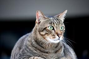 big cat with green eyes