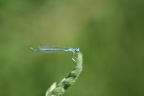 Dragonfly Water Lake