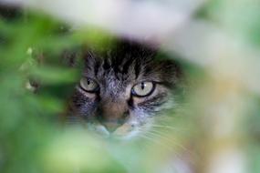 Cat Feline face blur photo