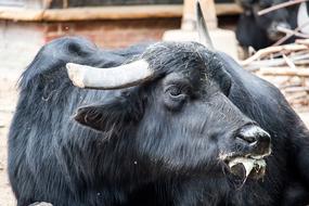 Water Buffalo Mammal