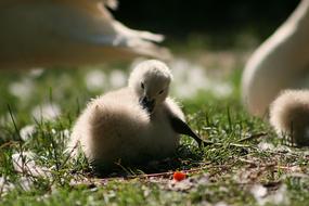 Swan Swans Bird