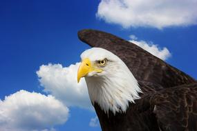 Adler Bald Eagles Bird Of Prey