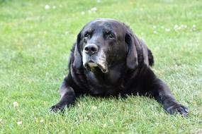 Dog Labrador Old Grey snout