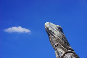 Iguana Lizard Scale