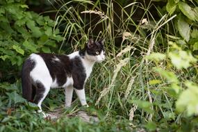 Cat Kitten Spotted