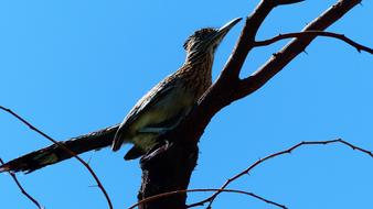 Bird Animal Plumage