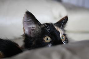 Cat Cute Funny