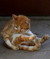 Cat Red Position