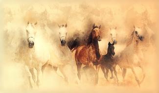 horses running mammal nature