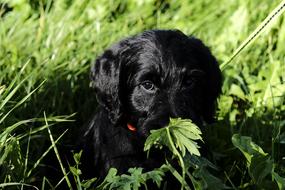 Labradoodle Labrador King Poodle