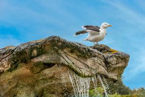 Gull Sky Rock