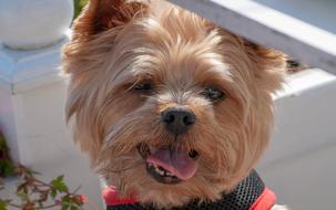 cute little dog on a white background