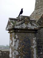 Ireland Crow