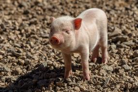 Piglet Pig Farm