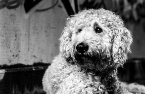 Goldendoodle Dog Black And White