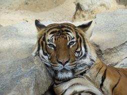 Tiger Big Cat Predator