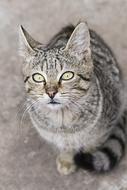 Pet Cat Domestic