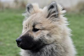 Dog Eurasier Portrait