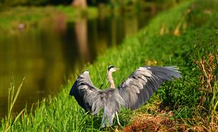 Heron Bird Animal blur
