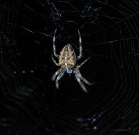 Garden Spider Cobweb