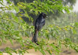 black crow in a green tree