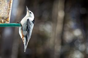 Bird Birdhouse Manger Nuthatch