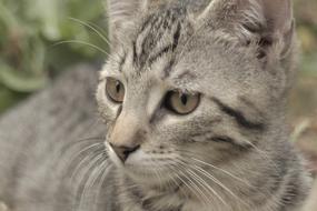 gray tabby cat looks attentively