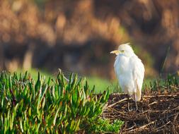 Intermediate Egret Bird Animal