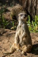Meerkat Animal Nature