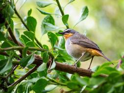 Bird Robin nature macro blur