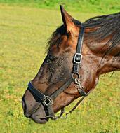 brown horse with a bridle in the meadowl