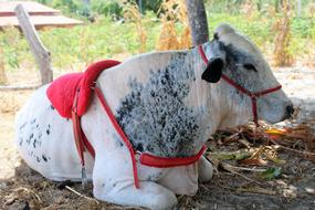 Boi Cattle Cow on farm