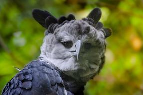 Harpy Bird Of Prey Raptor South