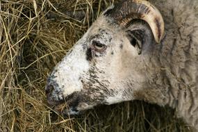 white sheep in the hay