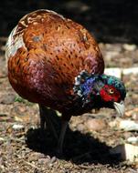 Bird Pheasant