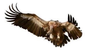 Vulture Bird Prey